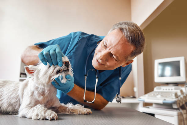 Best Walk-In Emergency Dental Services in Red Rock, AZ